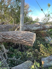 Populus × canescens