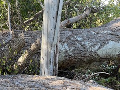 Populus × canescens
