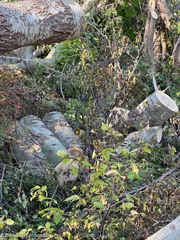 Populus × canescens