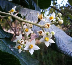 Solanum oblongifolium