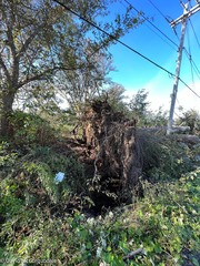 Populus × canescens