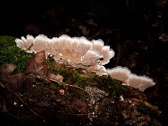 Gloeoporus dichrous