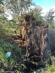 Populus × canescens