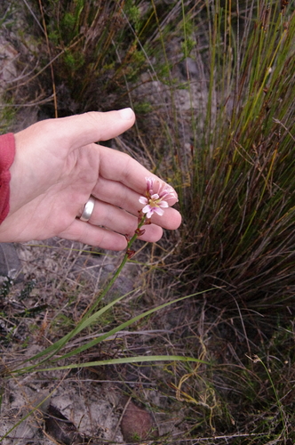 Image of Tritoniopsis dodii by (c) Eric Knight, some rights reserved (CC BY)