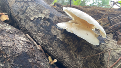 Pleurotus