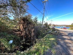 Populus × canescens