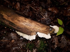 Gloeoporus dichrous
