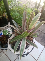 Cryptanthus