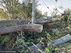 Populus × canescens