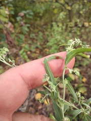 Atriplex oblongifolia