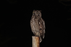 Bubo africanus