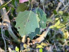 Populus × canescens
