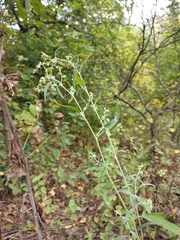 Atriplex oblongifolia
