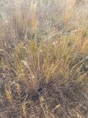 Artemisia pauciflora