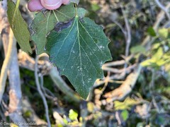 Populus × canescens