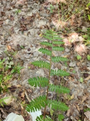 Athyrium
