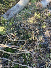 Populus × canescens