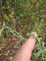 Atriplex oblongifolia