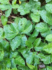 Aegopodium podagraria