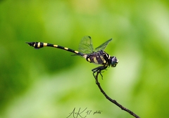 Ictinogomphus rapax