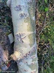 Populus × canescens