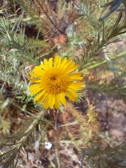 Leysera gnaphalodes