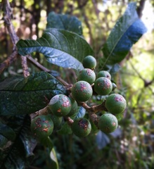 Solanum oblongifolium