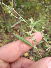 Atriplex oblongifolia