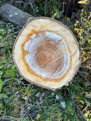 Populus × canescens