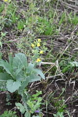 Brassica rapa