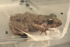 Anura
