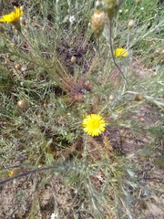 Leysera gnaphalodes