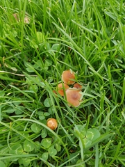 Marasmius oreades