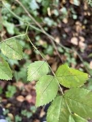 Stigmella rosaefoliella