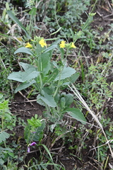Brassica rapa