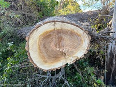 Populus × canescens