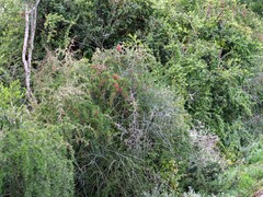 Gymnosporia polyacantha