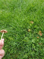 Marasmius oreades