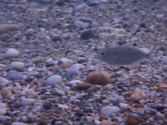 Trachinotus ovatus