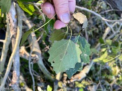 Populus × canescens