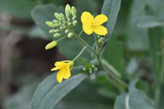 Brassica rapa