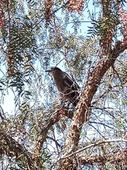 Nycticorax nycticorax obscurus