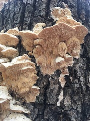 Irpiciporus