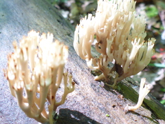 Artomyces pyxidatus