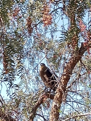 Nycticorax nycticorax obscurus