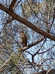 Nycticorax nycticorax obscurus