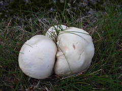Agaricus