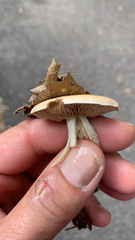 Agrocybe putaminum