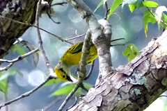 Tangara icterocephala