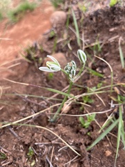 Albuca setosa